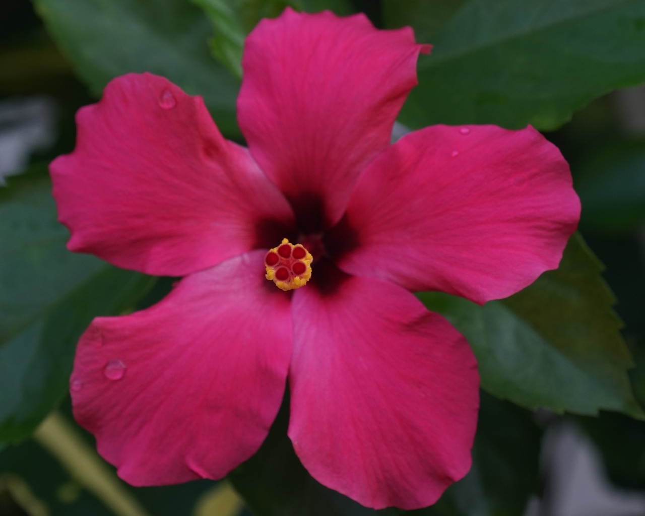 Розовый гибискус вид сверху