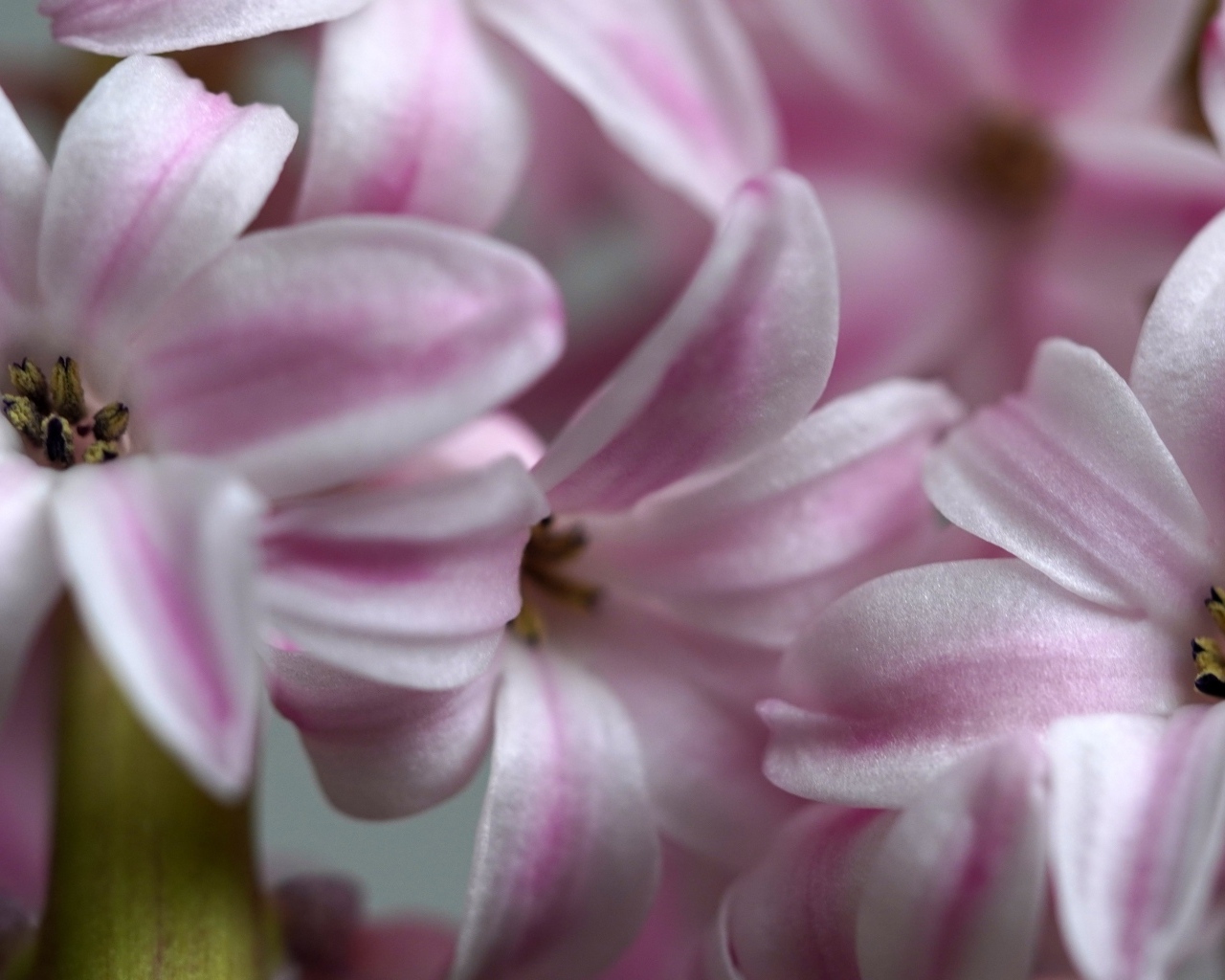 Розовые цветы гиацинта крупным планом