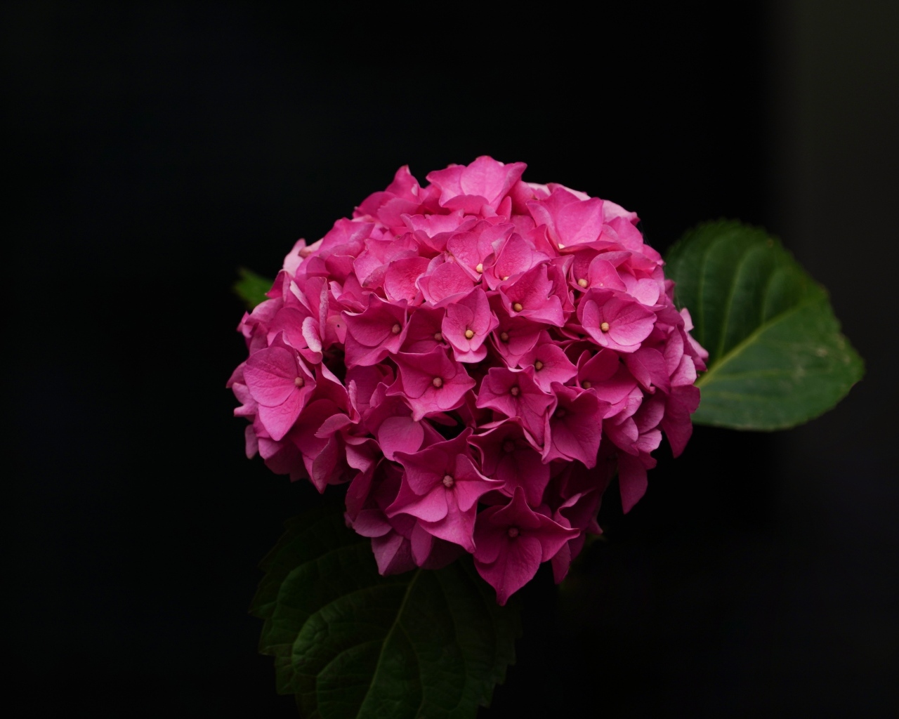 Розовый цветок гортензии на черном фоне крупным планом