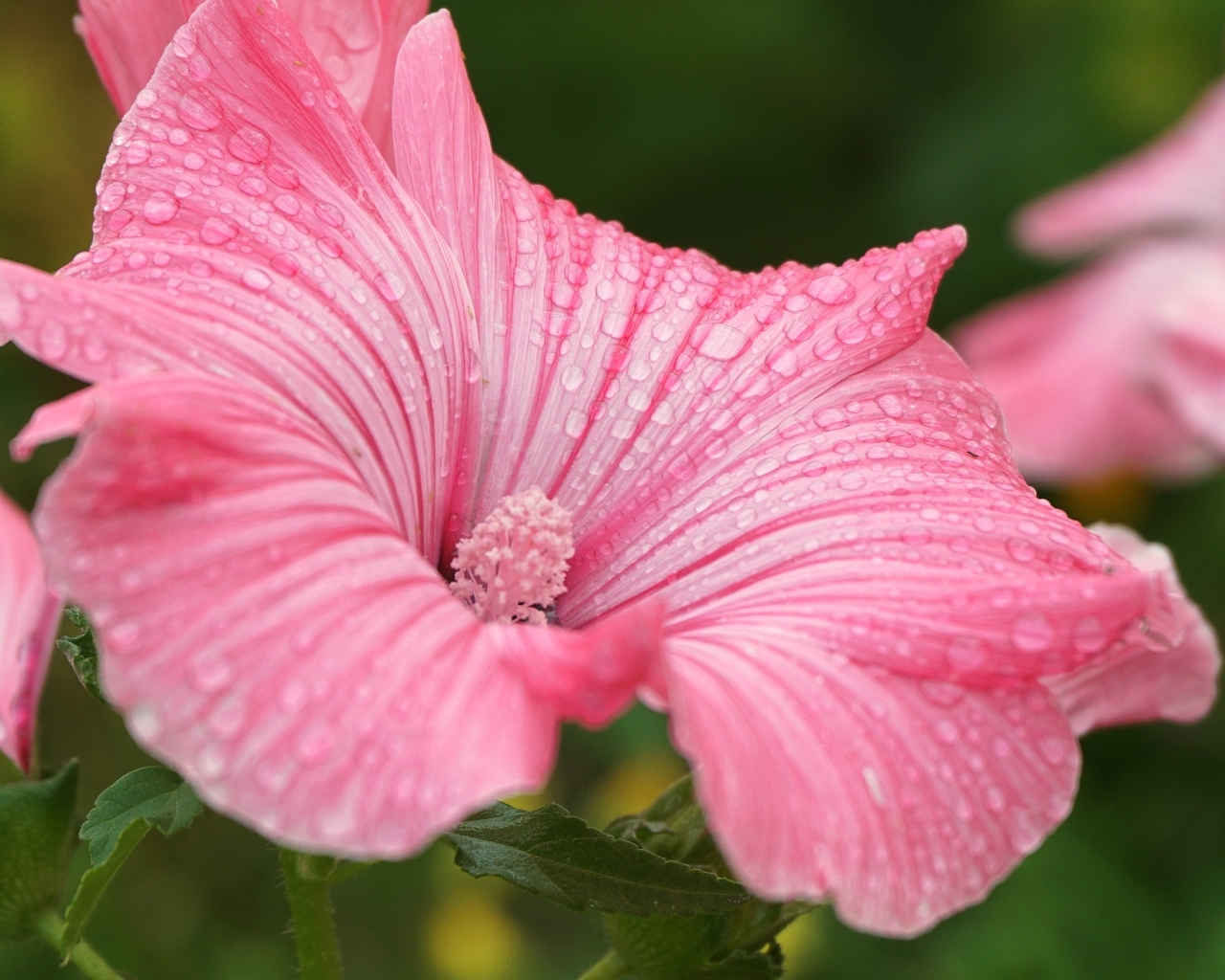 Розовый цветок лаватера