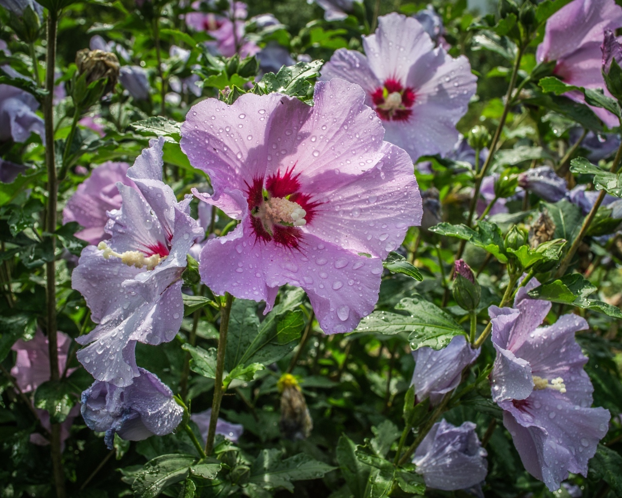 Розовые цветы лаватера в каплях воды