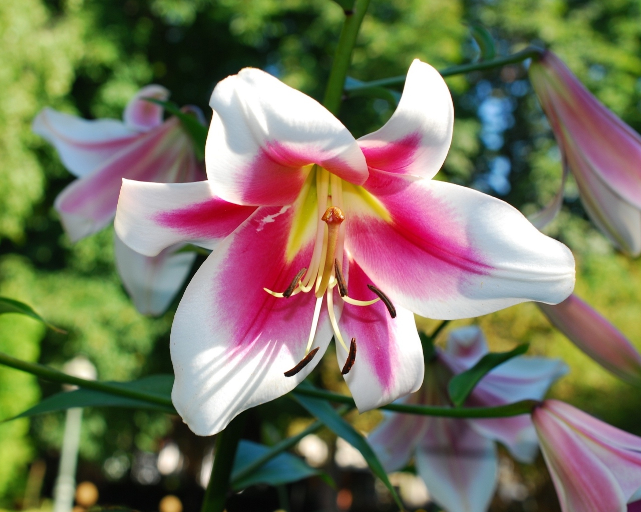 Розовый цветок лилии на клумбе летом