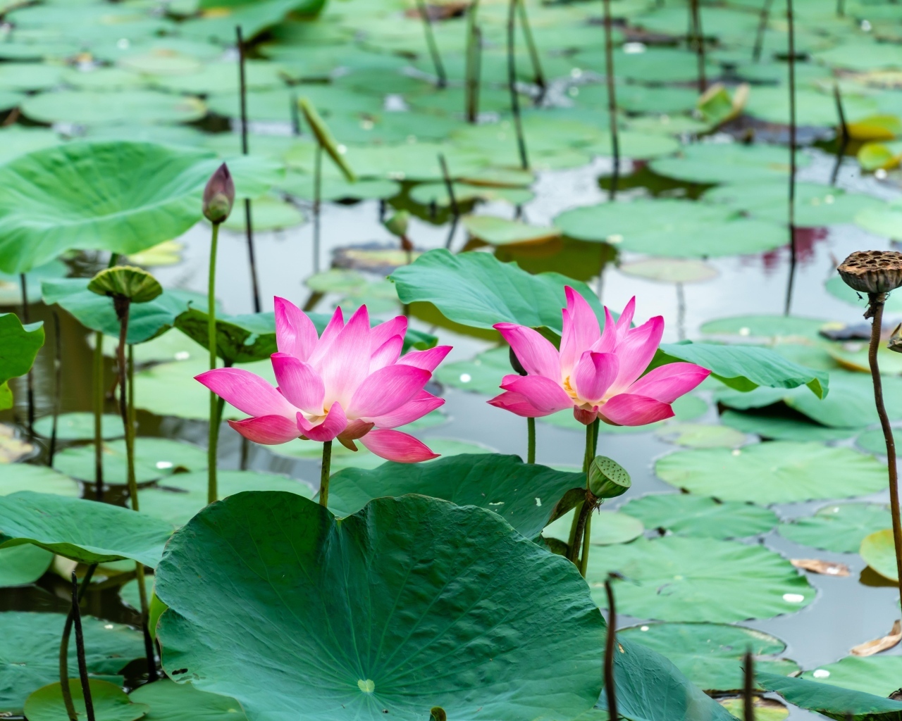 Розовые лотосы с большими зелеными листьями в воде