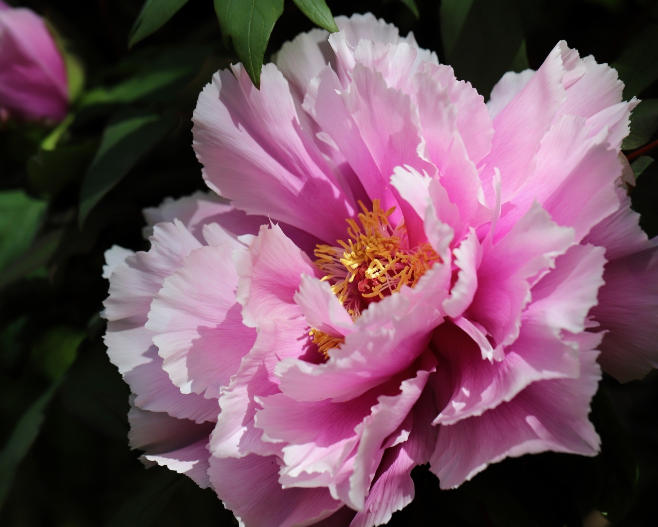 Розовый пышный садовый пион крупным планом