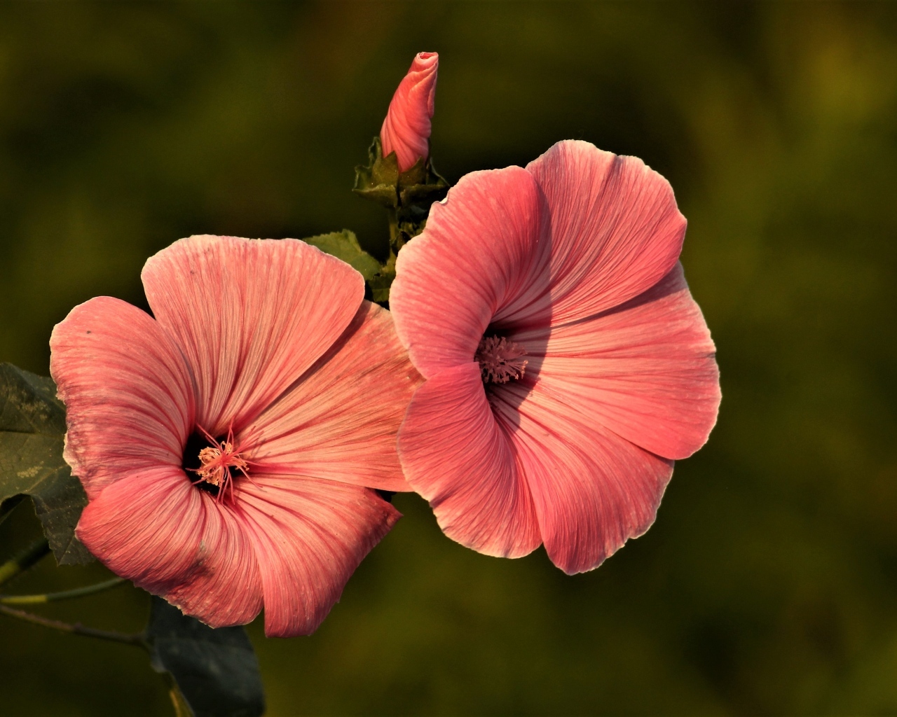 Розовые мальвы в лучах солнца