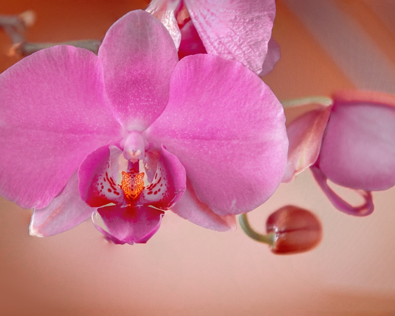Розовый цветок орхидеи с бутонами крупным планом