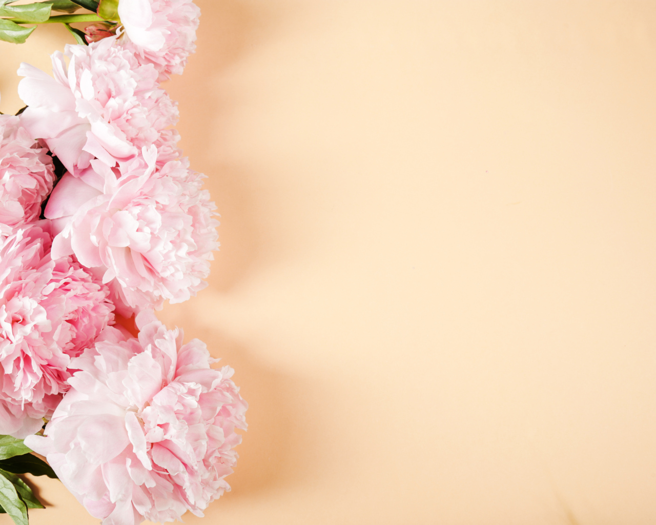 Розовые пионы на бежевом фоне,  шаблон 