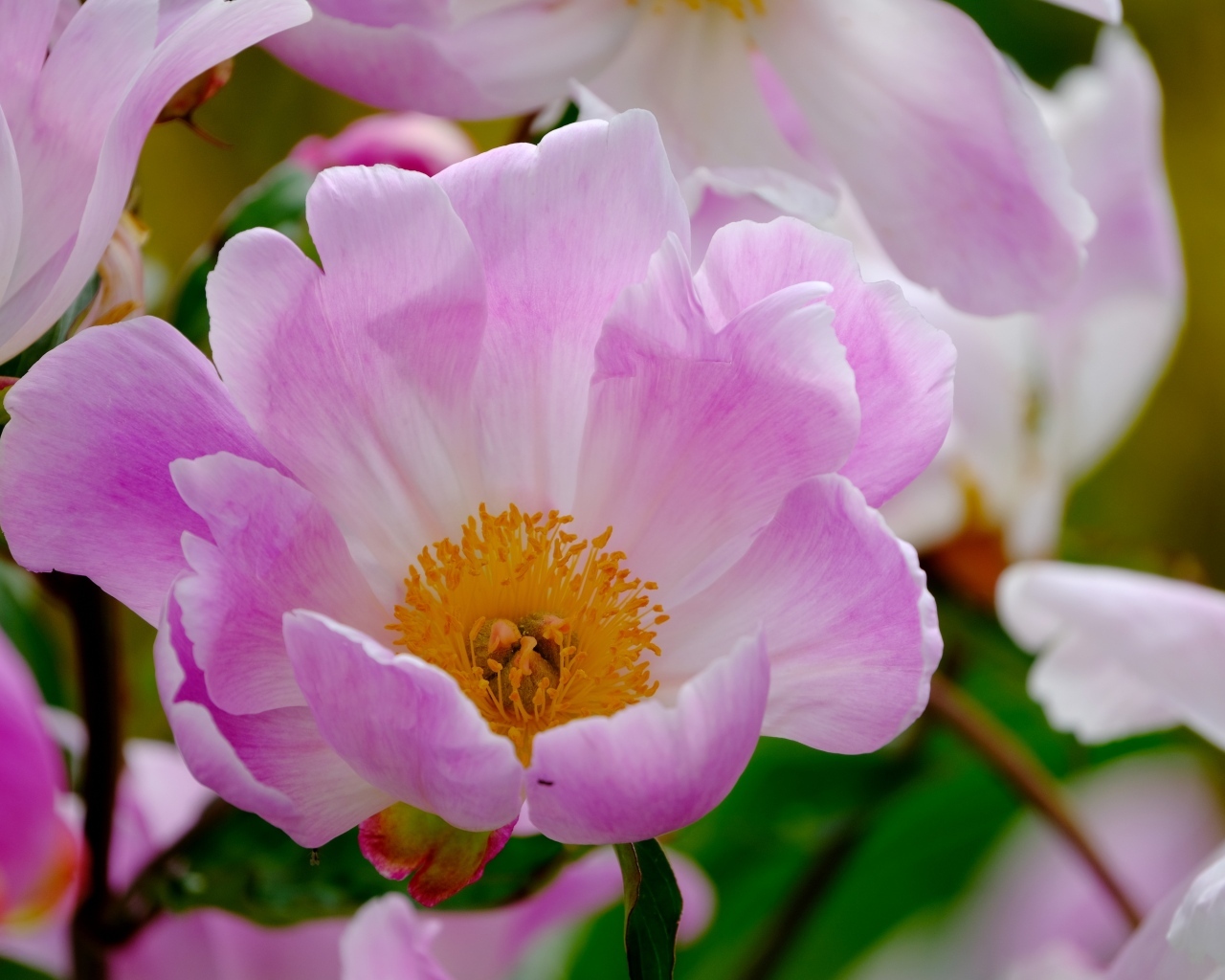 Розовые пионы с оранжевой серединой