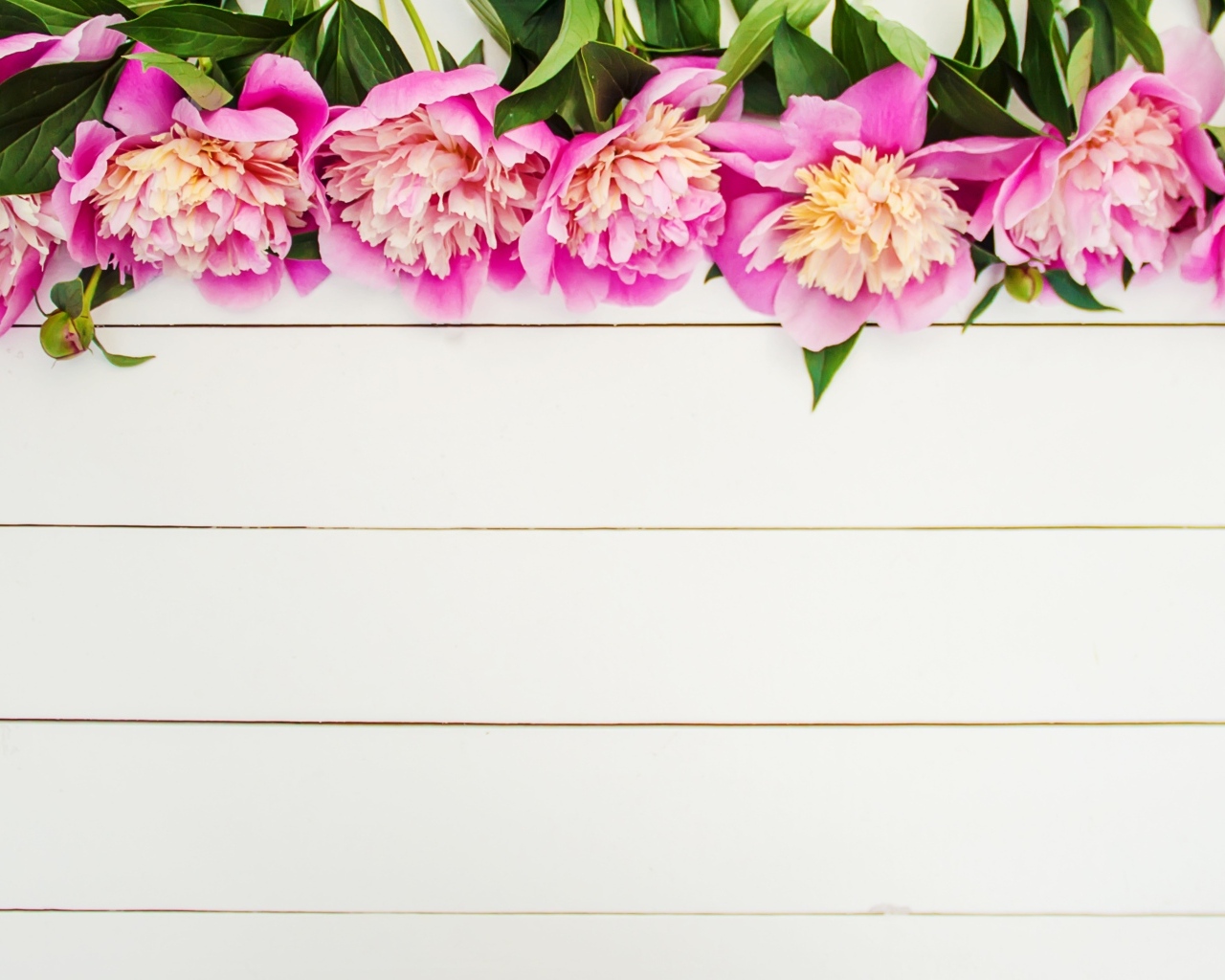 Розовые цветы пиона на белом деревянном фоне