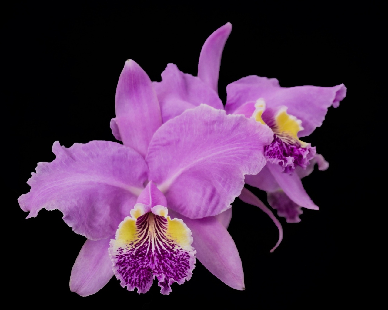 Розовые сорванные цветы орхидеи на черном фоне