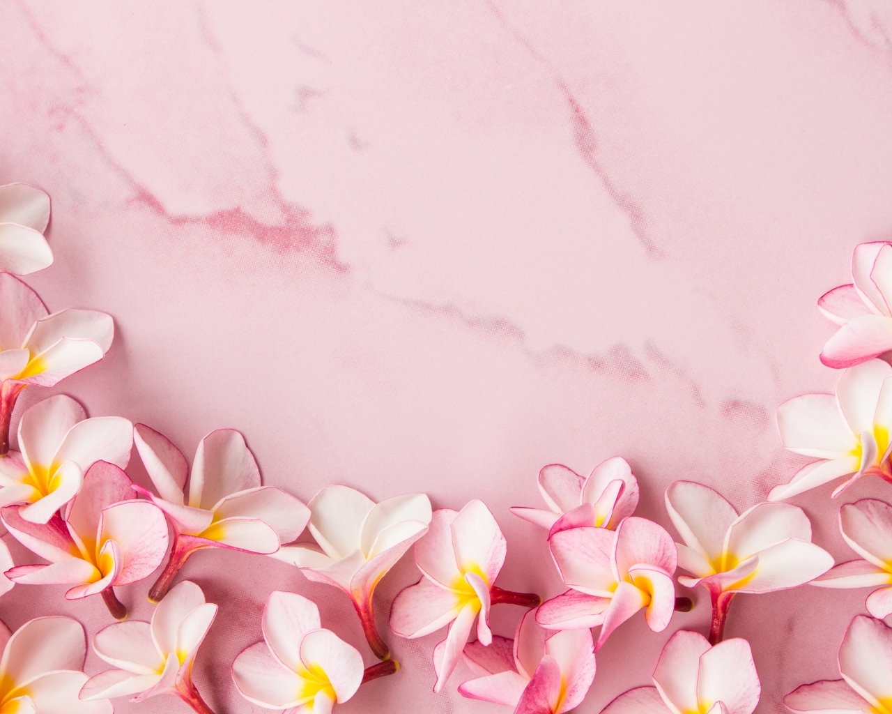 Розовые цветы плюмерии на розовом фоне