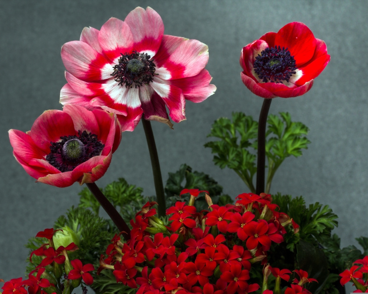 Розовые маки с цветами герани