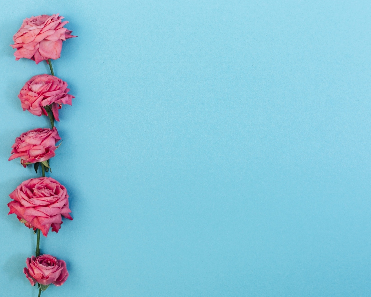 Розовые цветы розы на голубом фоне