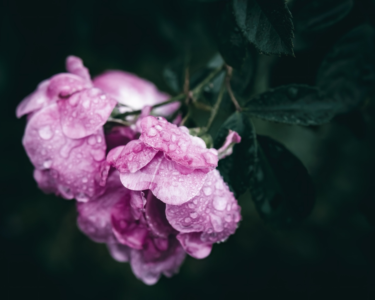 Розовая роза в каплях росы крупным планом