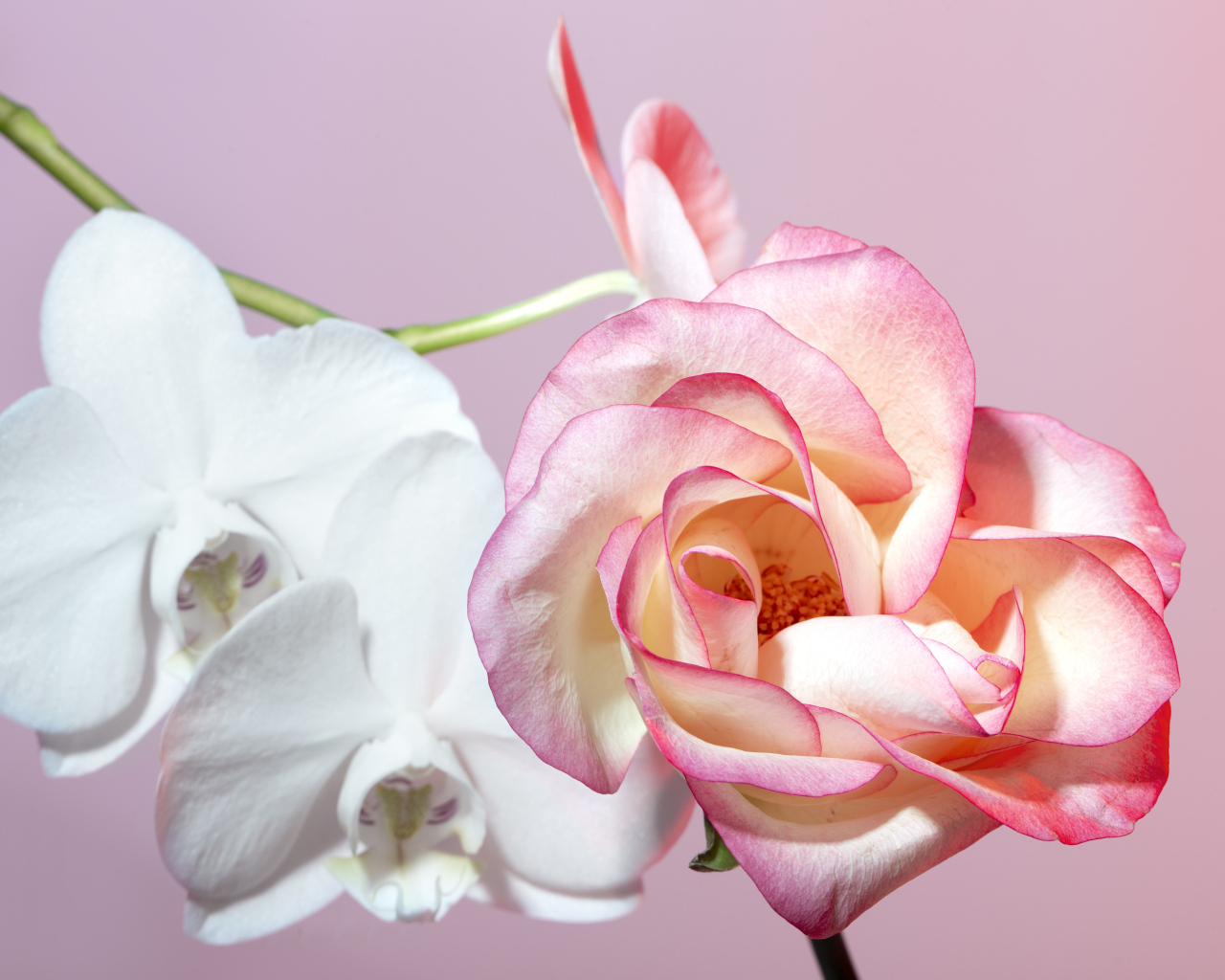 Розовая роза с белыми цветы орхидеи на розовом фоне