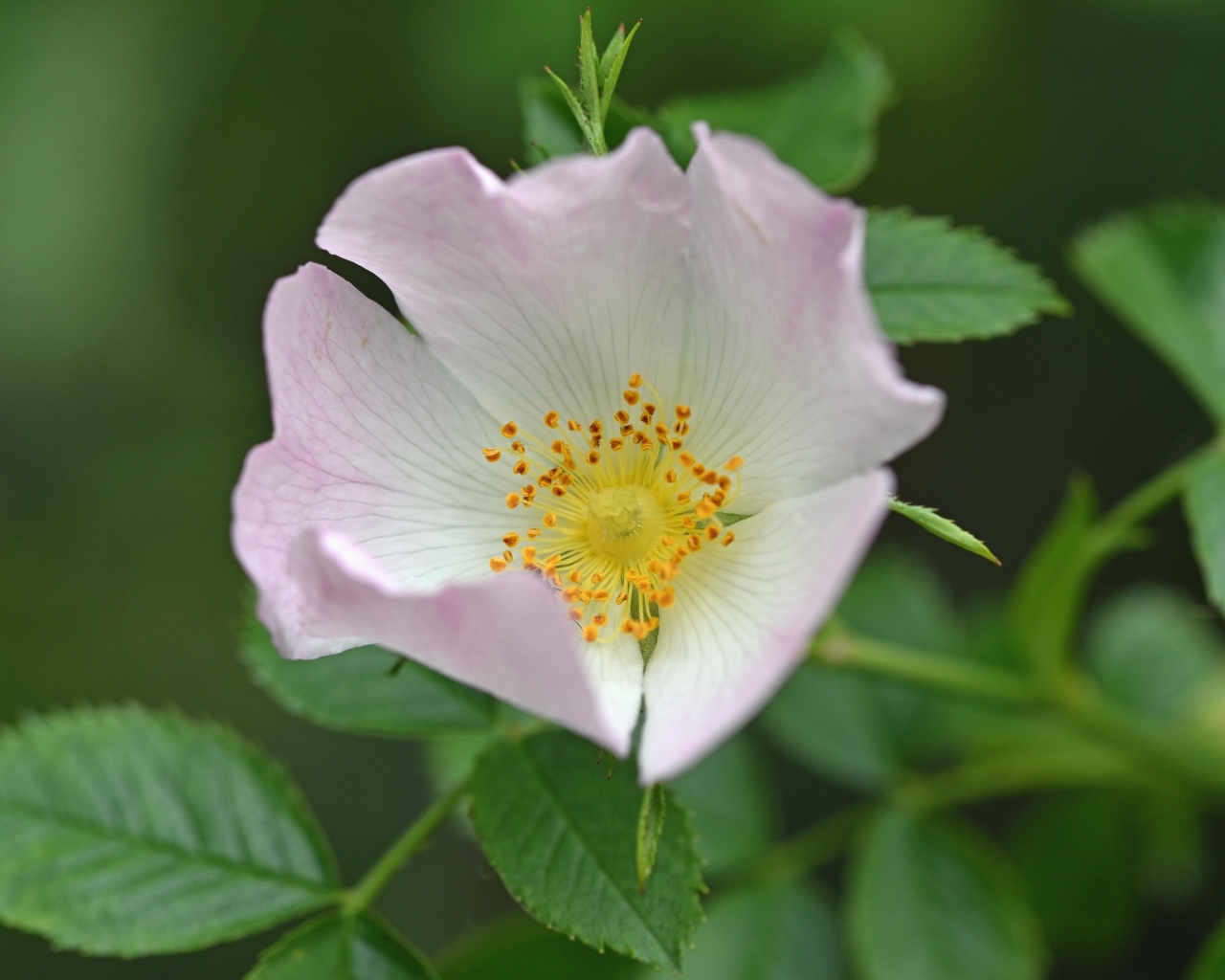 Розовый цветок шиповника с зелеными листьями крупным планом