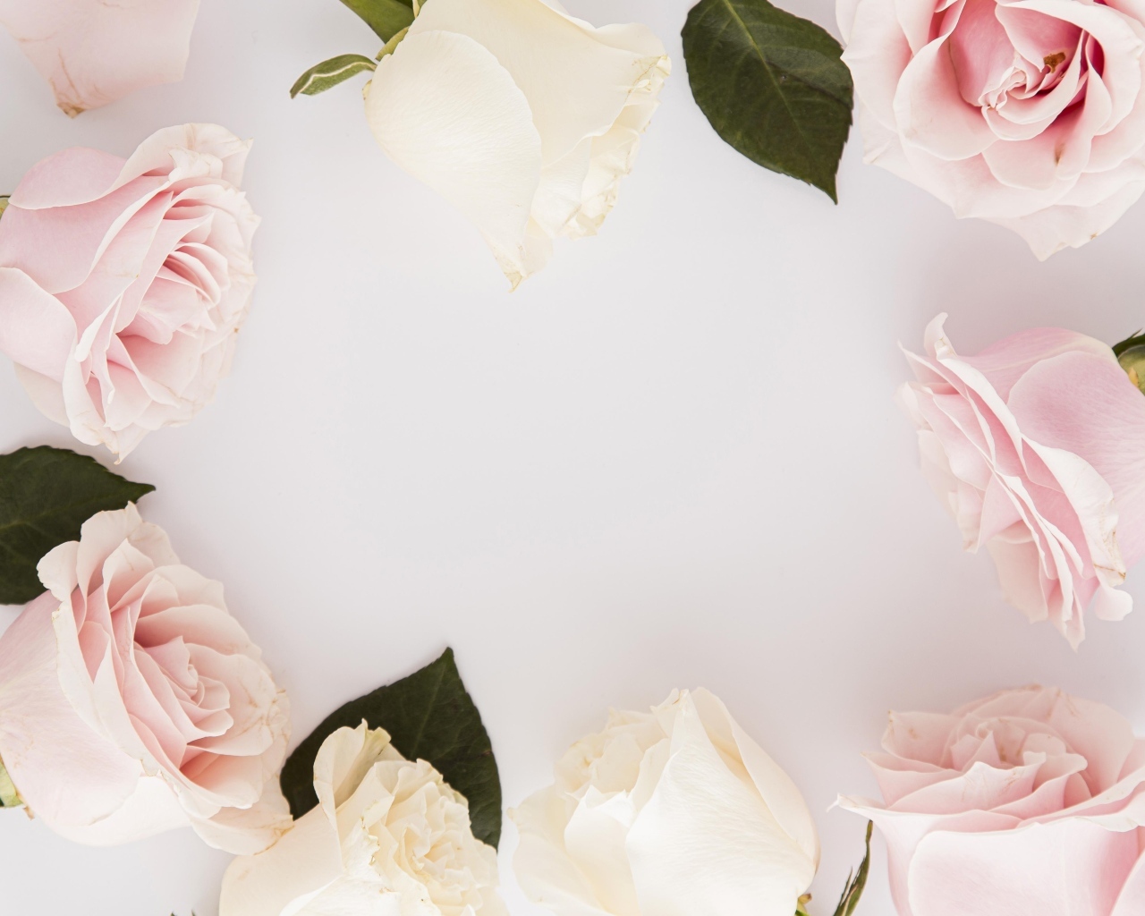 Розовые розы на сером фоне, шаблон для открытки