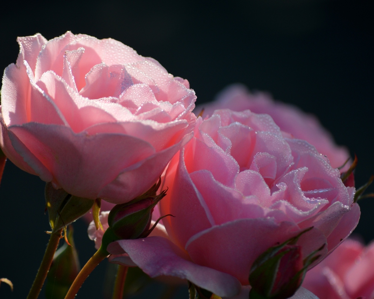 Розовые розы с бутонами в каплях росы крупным планом