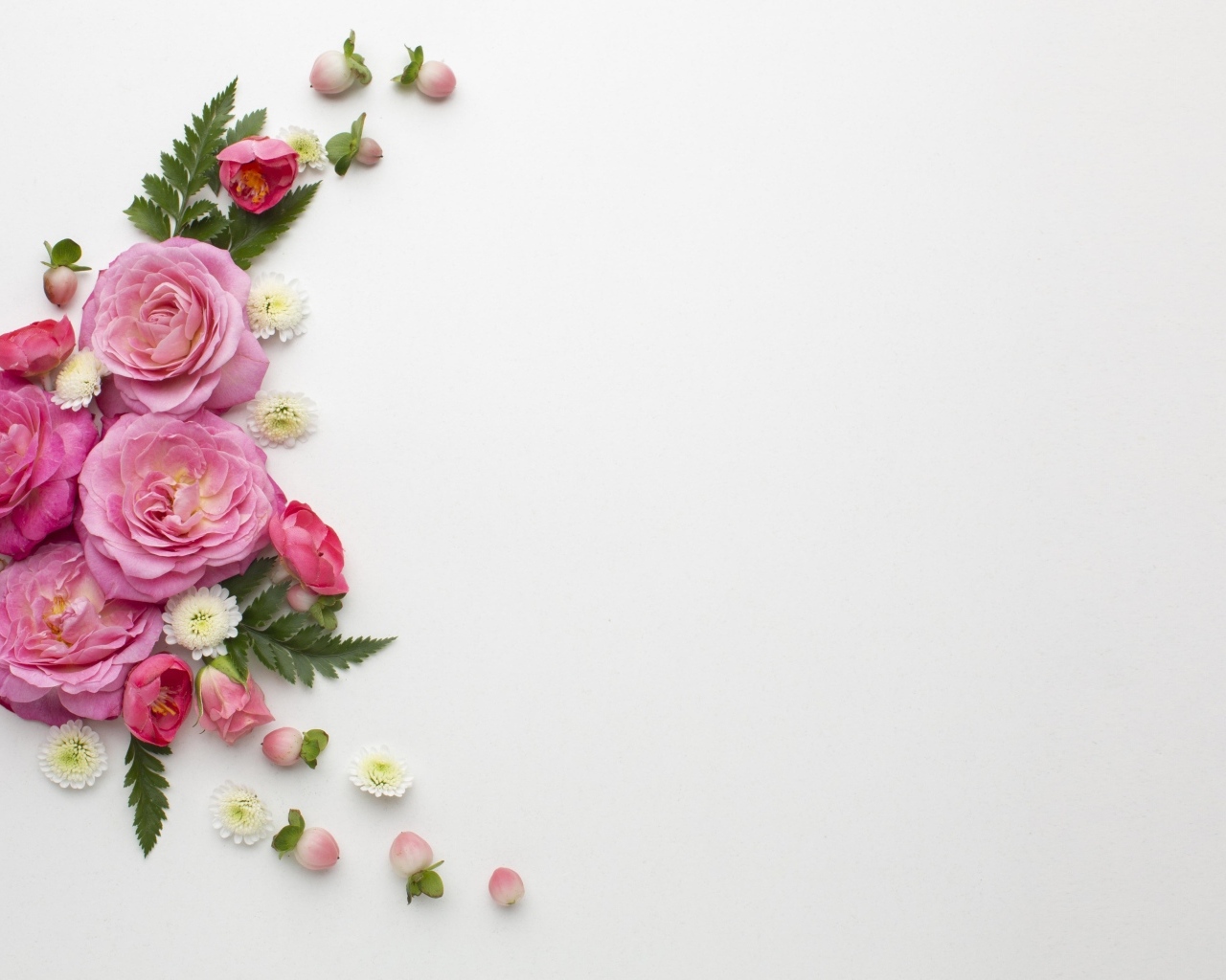 Розовые розы с зелеными листьями на сером фоне