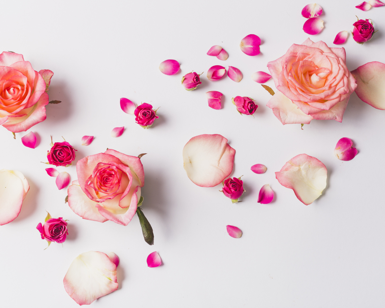 Розовые розы с лепестками на сером фоне