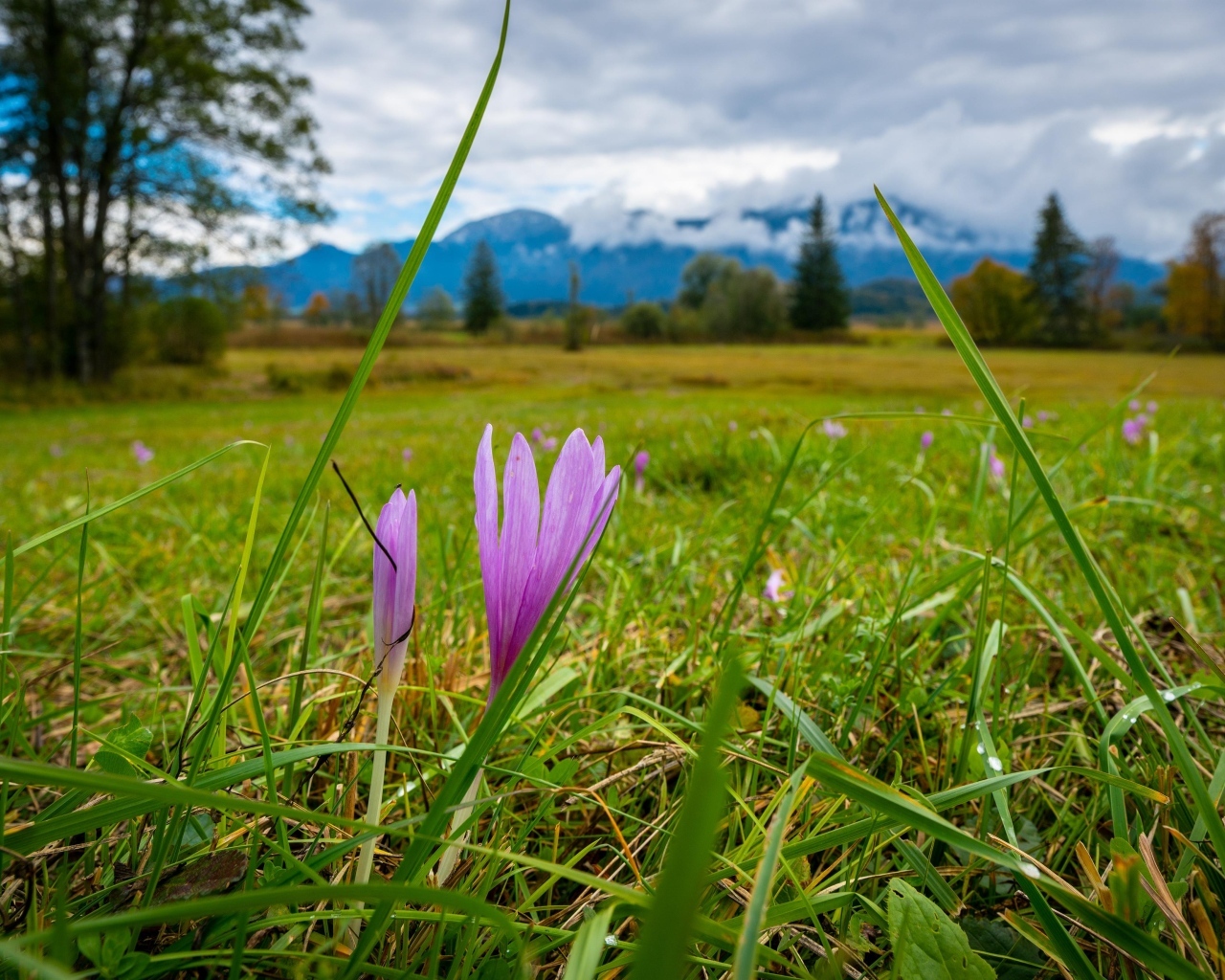 Розовые цветы шафрана на поле весной