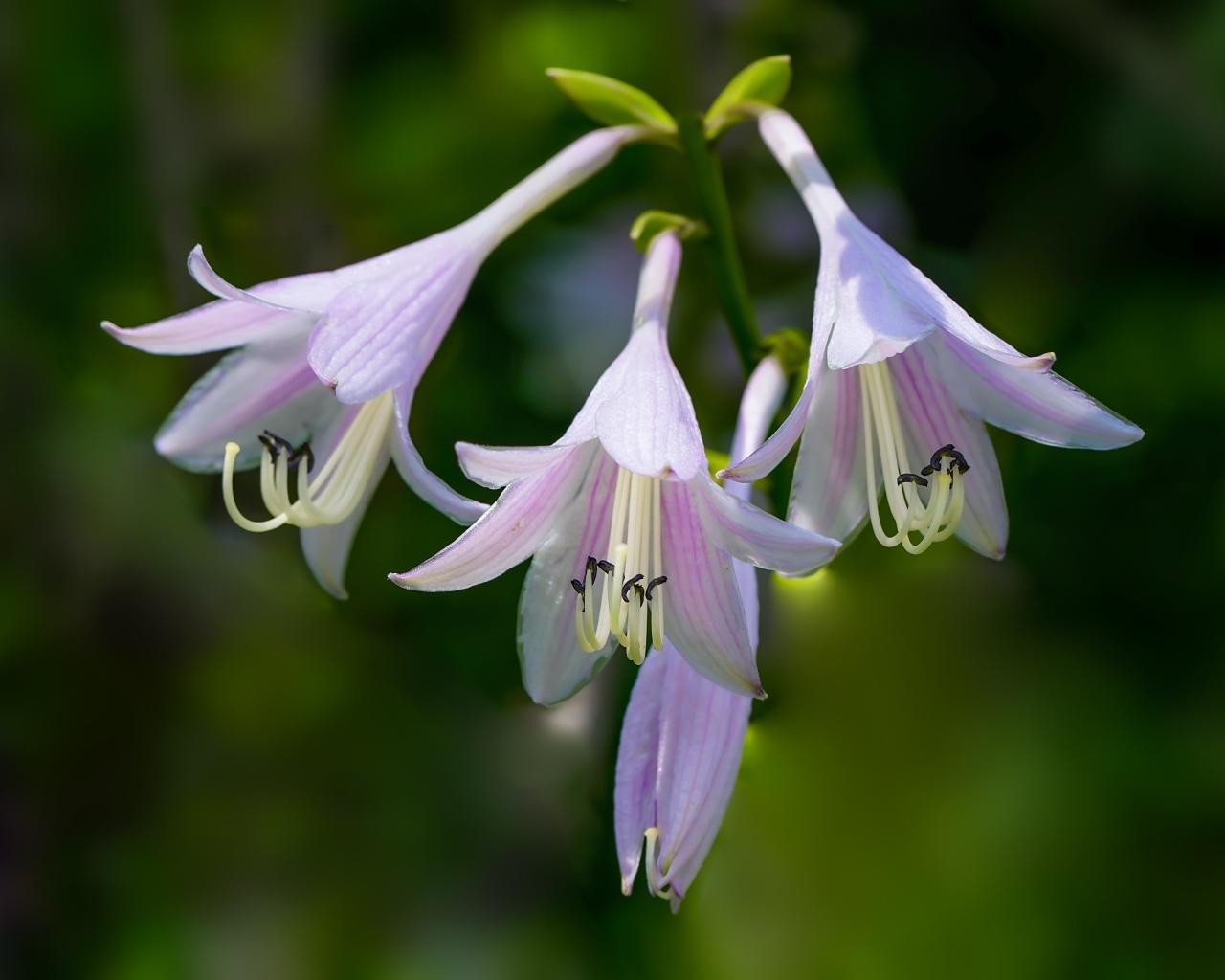 Розовые маленькие садовые лилии на ветке