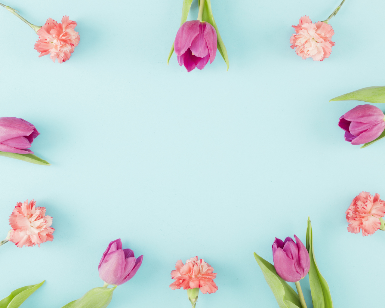 Розовые тюльпаны и гвоздики на голубом фоне, шаблон 