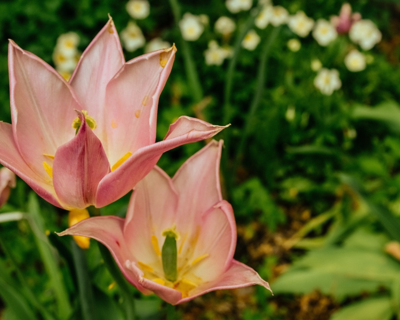 Розовые тюльпаны на клумбе крупным планом