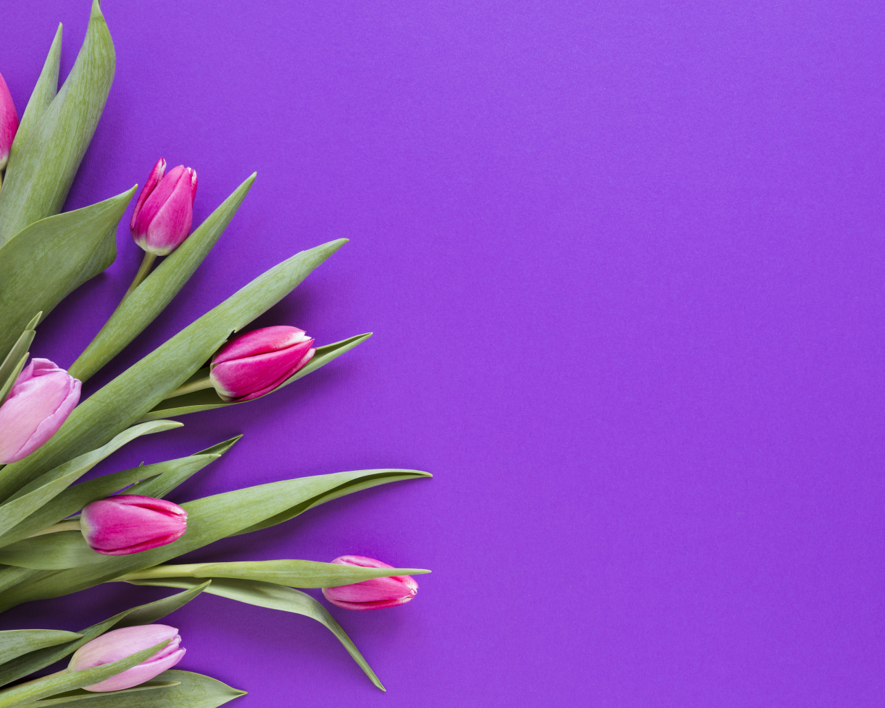 Розовые тюльпаны на сиреневом фоне, шаблон 