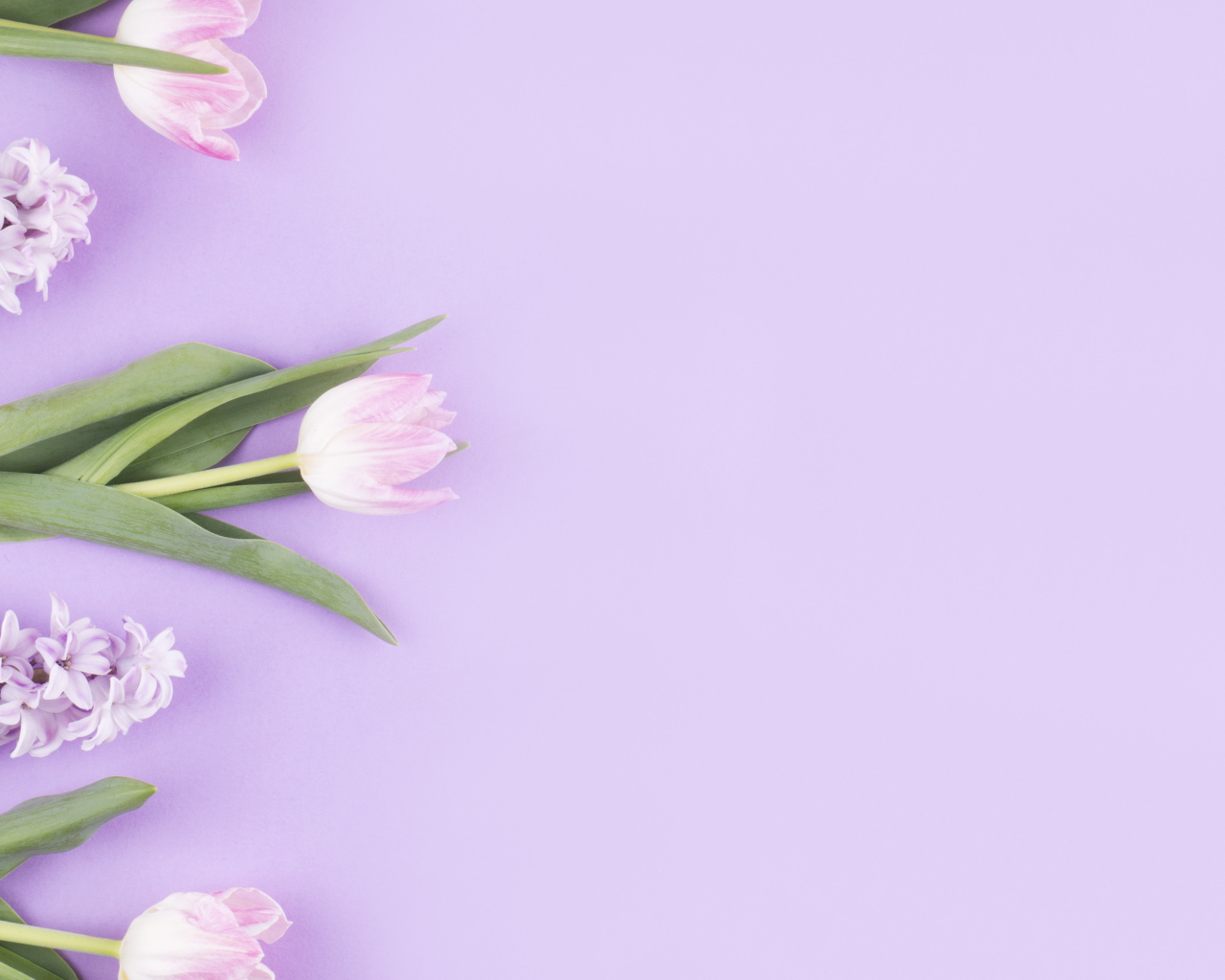 Розовые тюльпаны с гиацинтами на сиреневом фоне