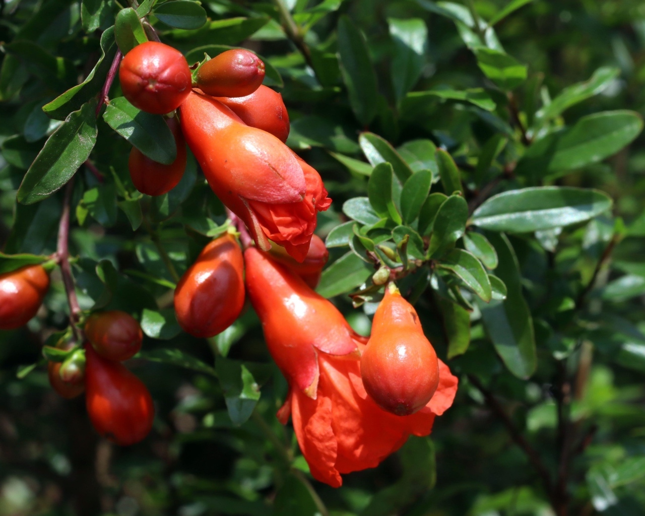 Цветы граната на ветке с зелеными листьями