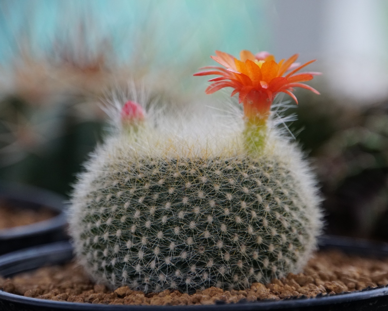 Колючий кактус в горшке с цветами