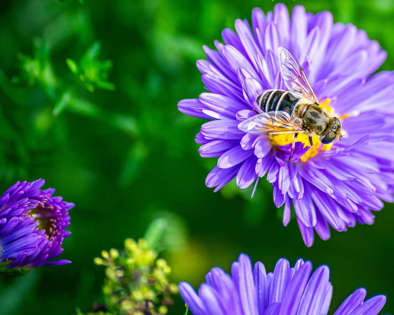 Фиолетовые садовые астры с пчелой