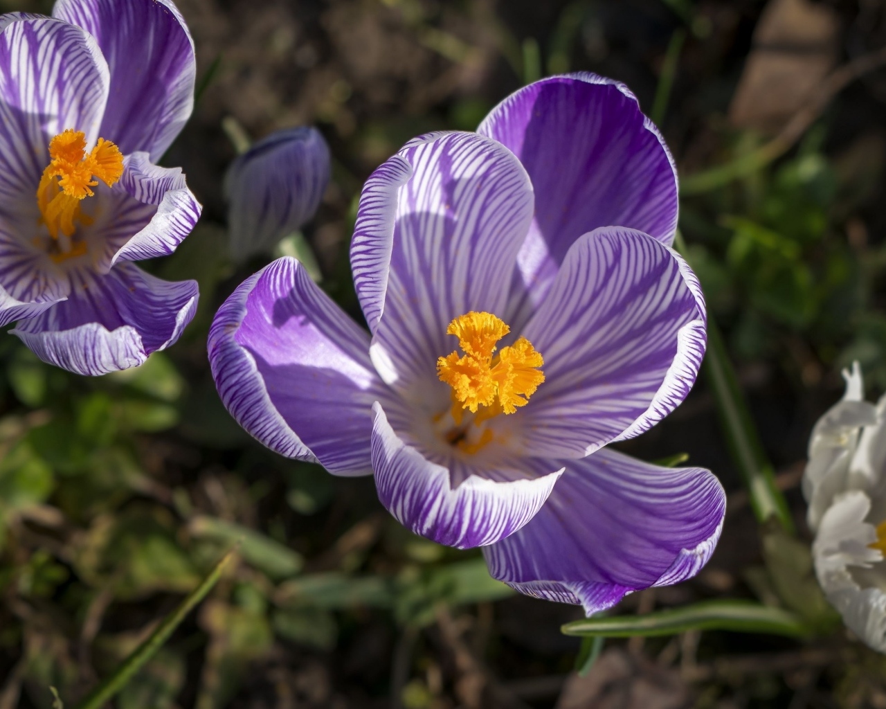 Фиолетовые и белые крокусы в лучах солнца