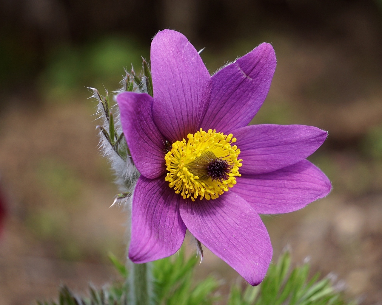 Фиолетовый цветок анемона с желтой серединкой крупным планом на поле