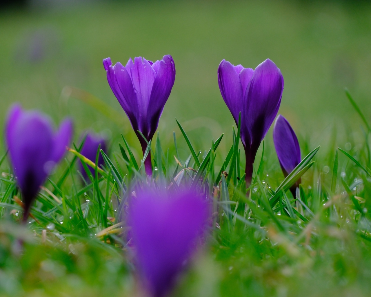 Фиолетовые крокусы на мокрой зеленой траве
