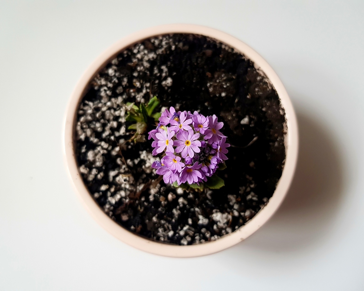 Фиолетовый цветок в горшке на сером фоне