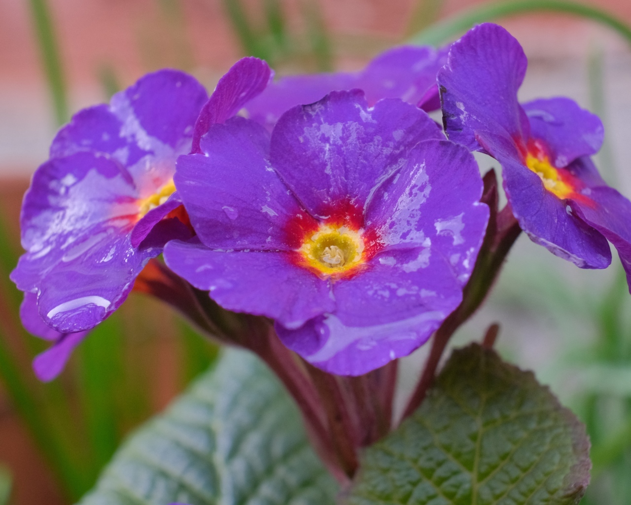 Фиолетовый комнатный цветок примула