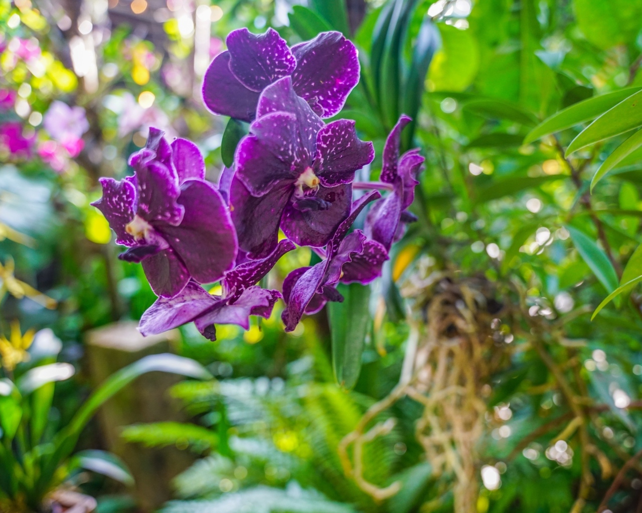 Фиолетовые цветы орхидеи в оранжереи