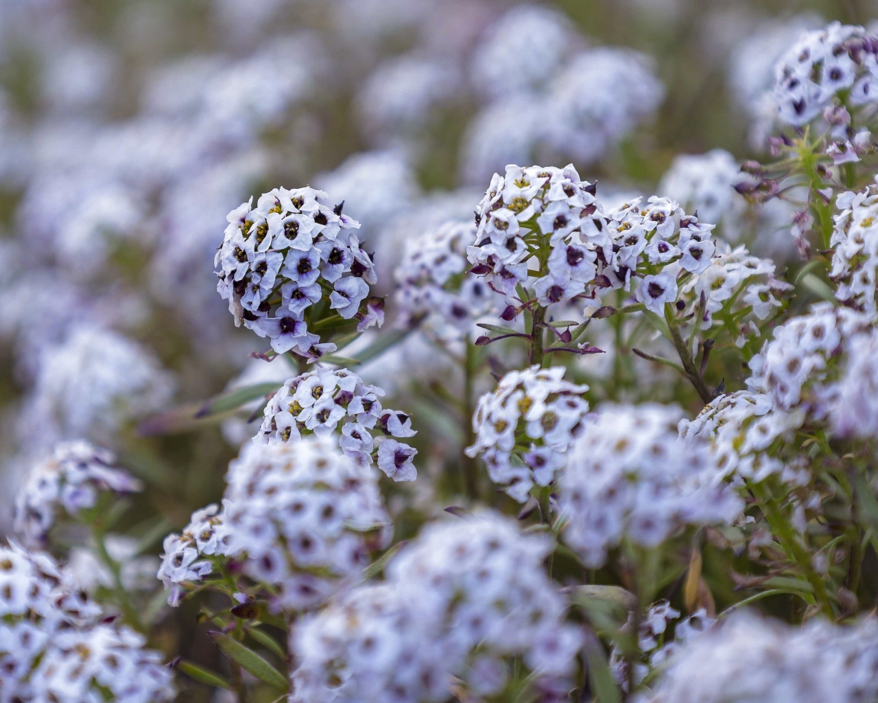 Фиолетовые цветы флокса на клумбе