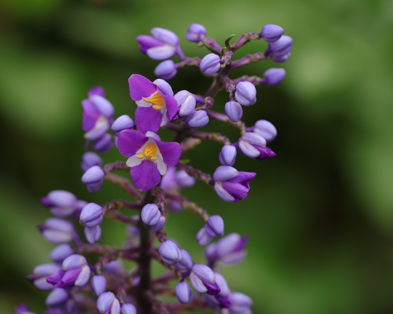 Фиолетовые маленькие цветы орхидеи крупным планом