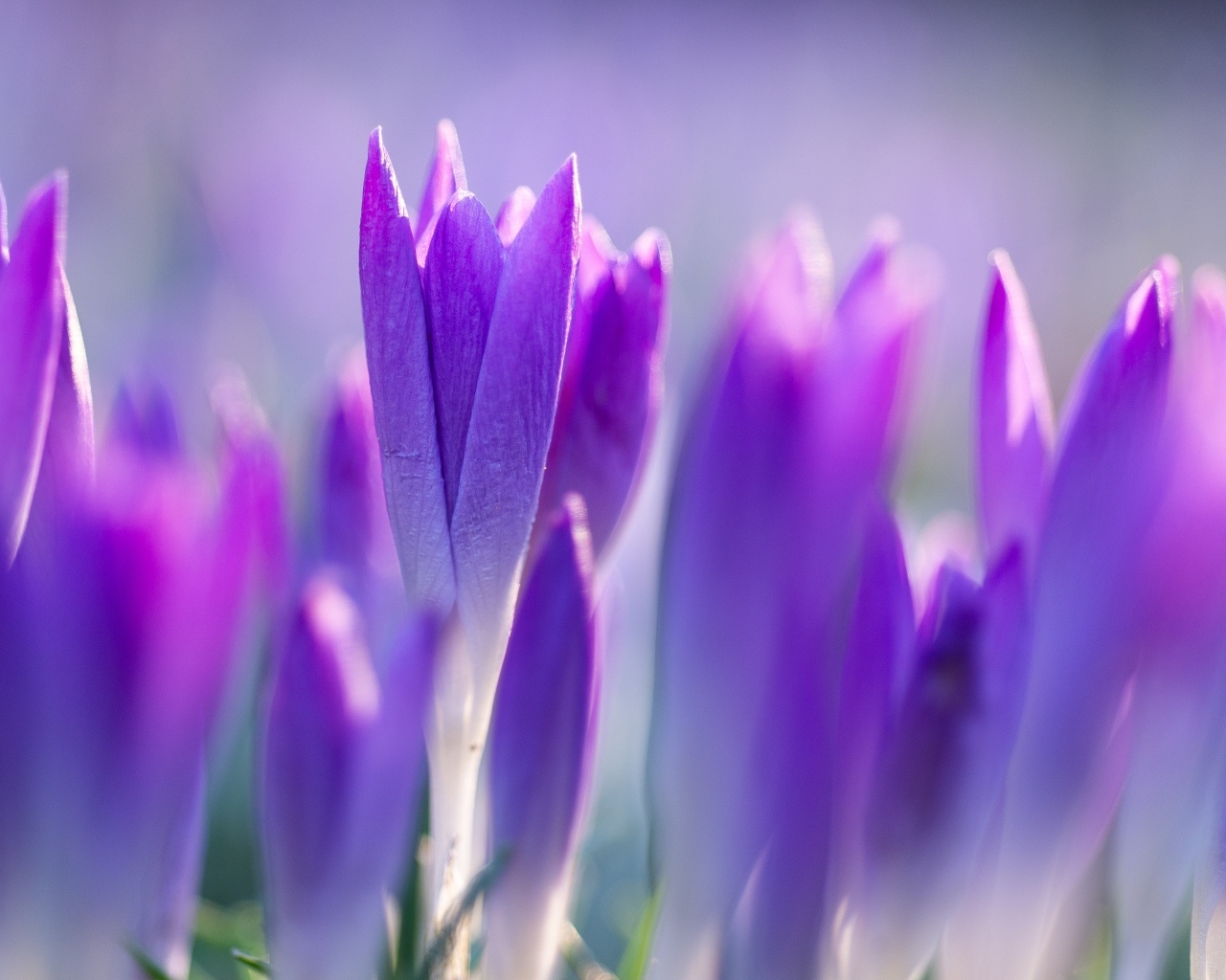 Фиолетовые весенние крокусы на клумбе