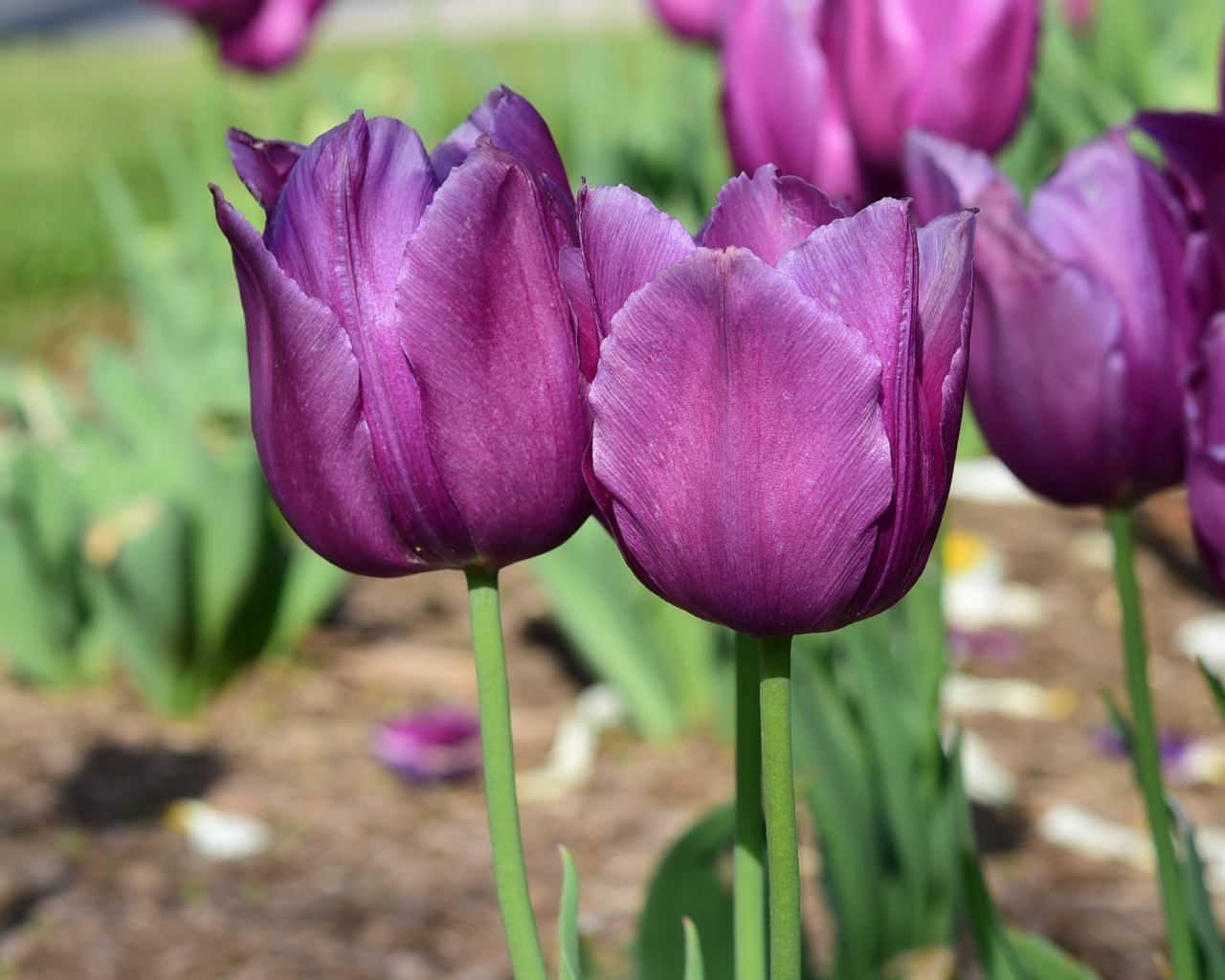 Фиолетовые тюльпаны в лучах солнца на клумбе
