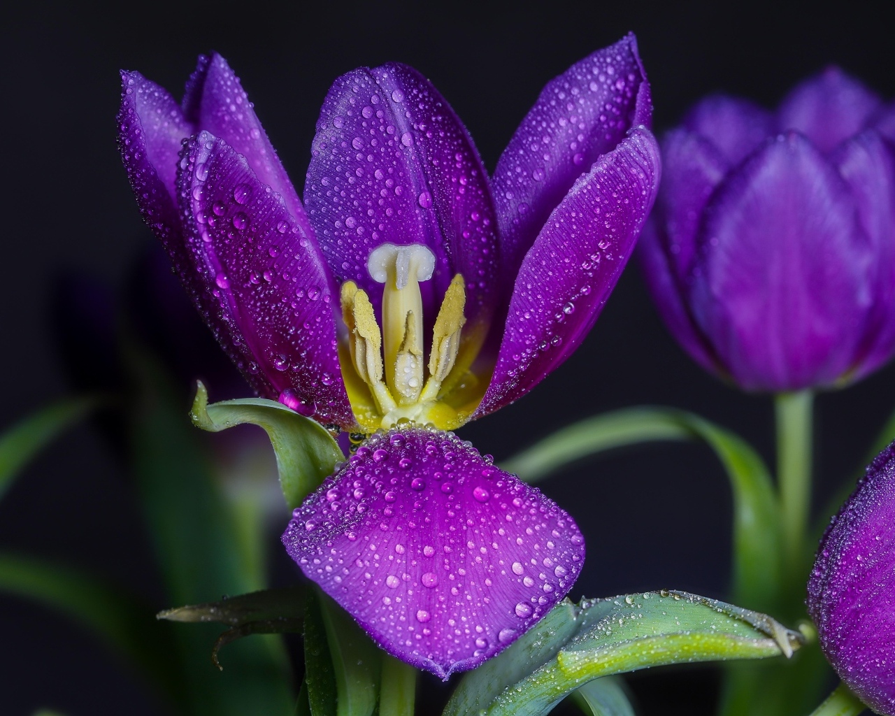 Фиолетовые тюльпаны в каплях воды