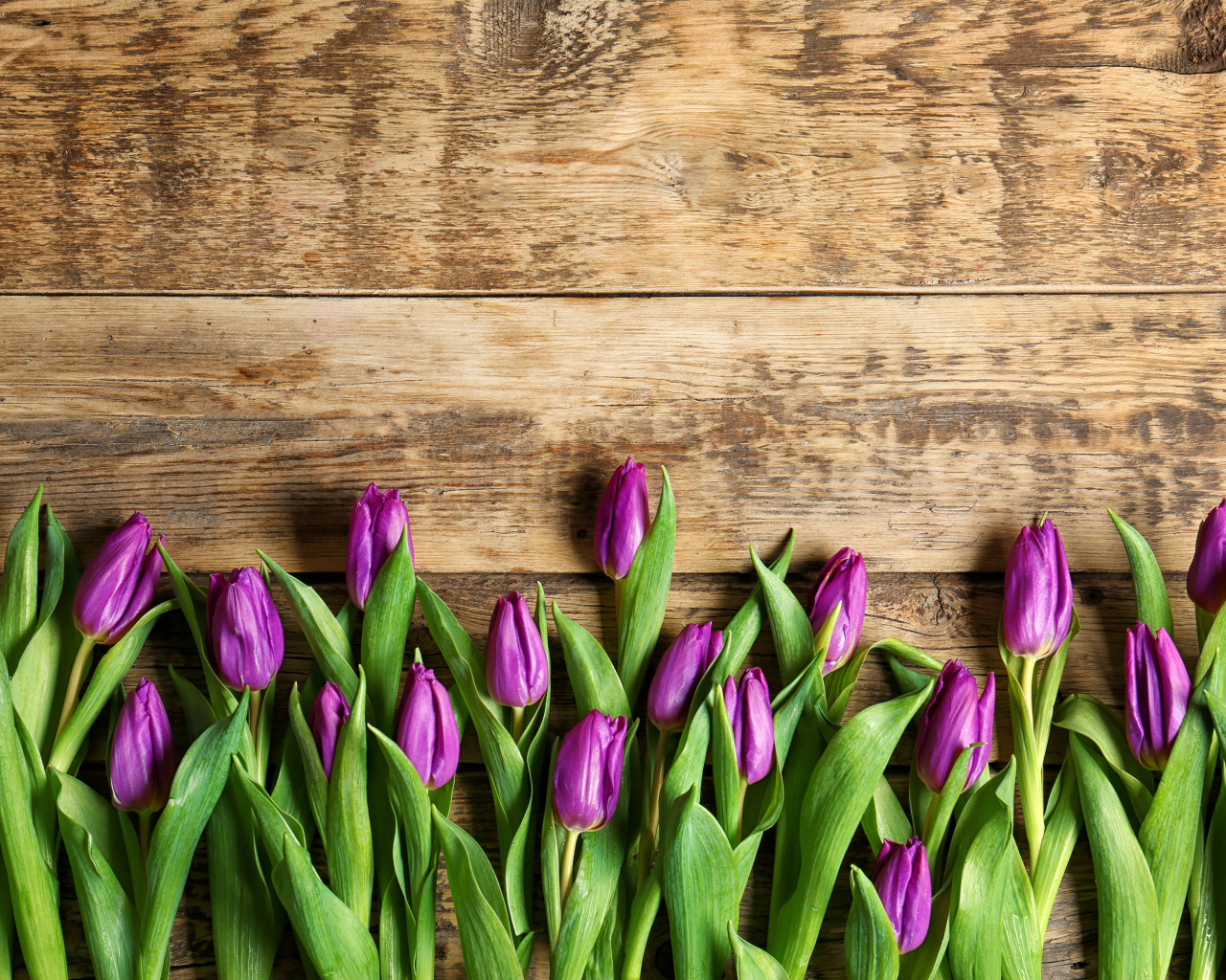 Фиолетовые тюльпаны на деревянном фоне