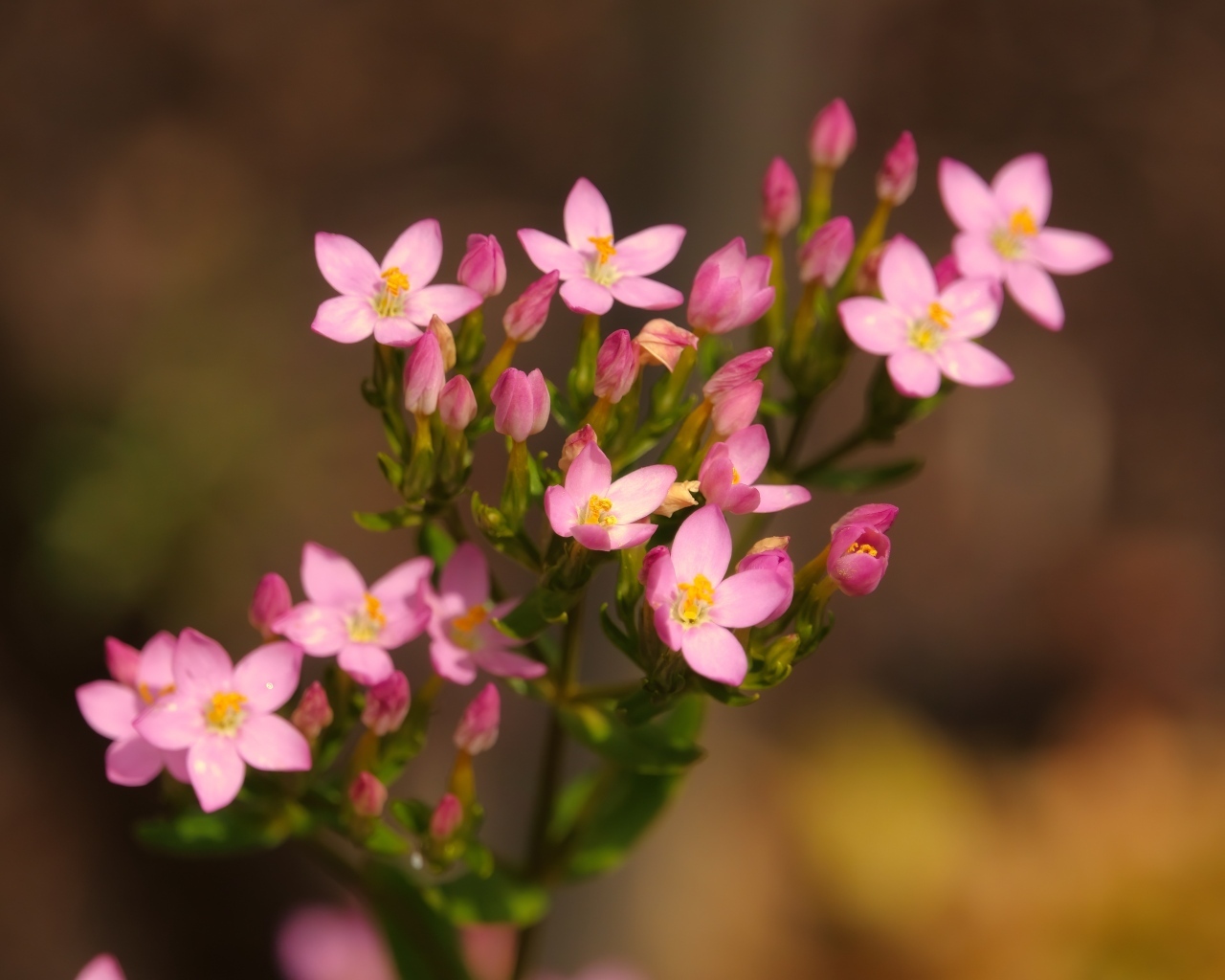 Настоящий розовый цветок к бутонами