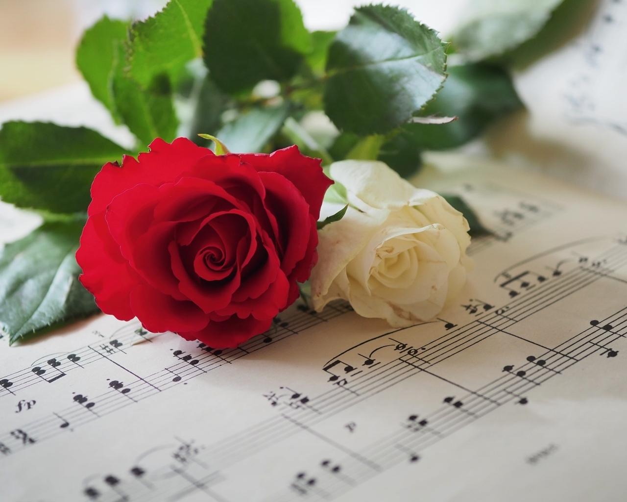 Красная и белая розы лежат на нотной тетради
