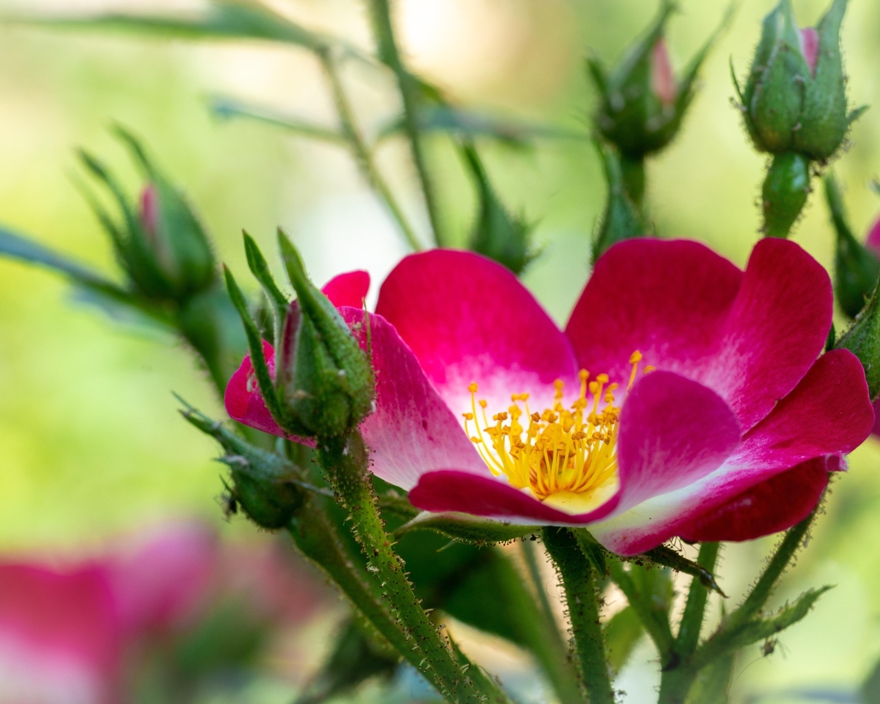 Красная бордюрная роза с бутонами