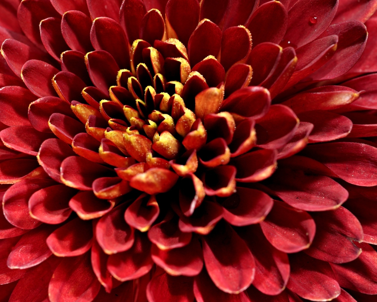 Красный цветок хризантемы вблизи