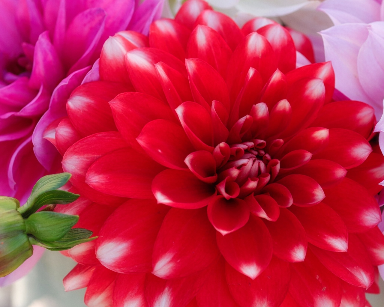 Красный цветок георгина с бутоном крупным планом